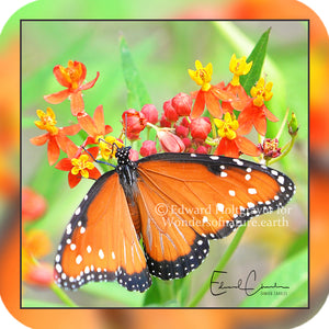 Butterflies - Queen