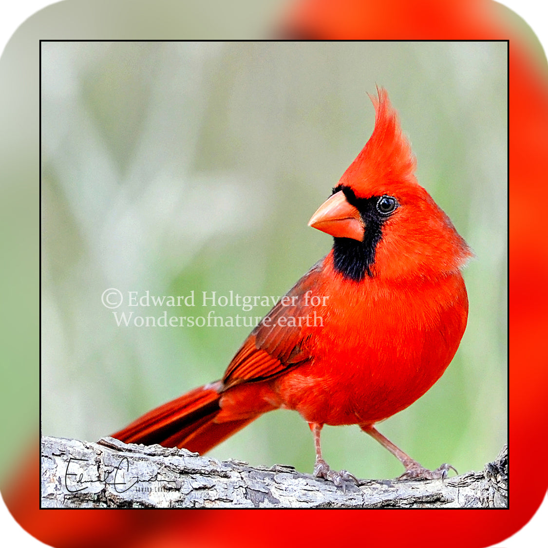 Birds - Cardinal