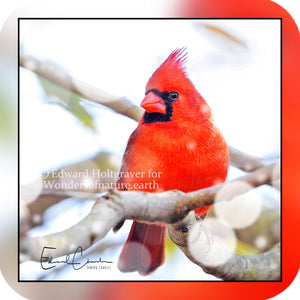 Birds - Cardinal