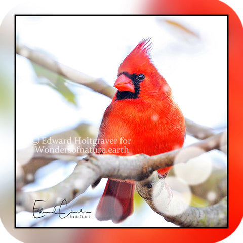 Birds - Cardinal