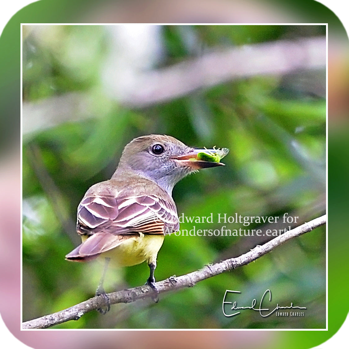 Birds - Great Crested Flycatcher