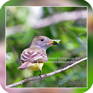 Birds - Great Crested Flycatcher