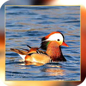 Birds - Mandarin Duck