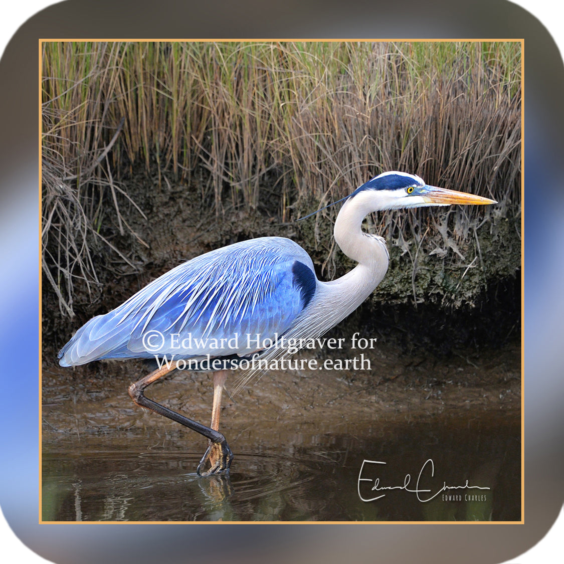 Birds - Blue Heron