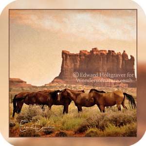 Navajo Horses