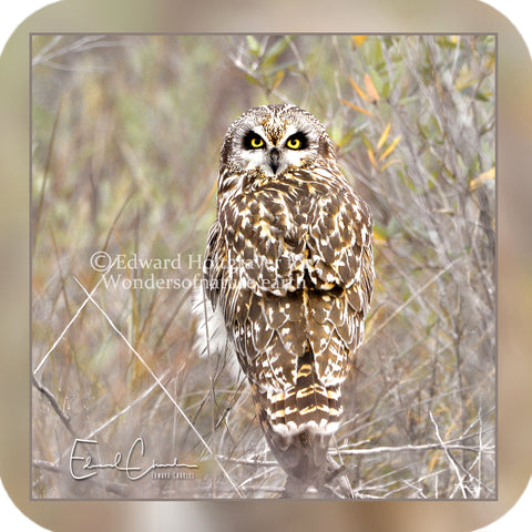 Birds - Short-eared Owl