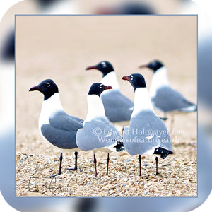 Birds - Seagulls