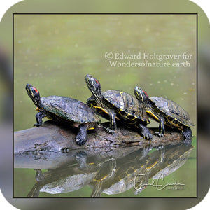 Turtles